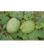 20 seeds Fin Melon Chilacayote Fig Leaved Malabar Gourd Plant Seeds - £11.66 GBP