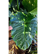 5 Seeds Taro Giant - Alocasia Macrorrhiza - Blades Giants - $4.42