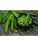 Heirloom Organic Lincoln Homesteader Pea Seeds - $4.95