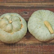 USA Seller Fresh 10 Ute Indian Squash Seeds Grownharvested - £12.14 GBP