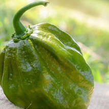 7Pot 7 Pot Evergreen Pepper Hot Pepper Usa Seller Garden - £9.66 GBP