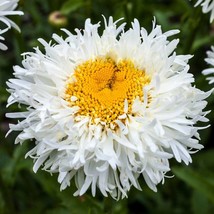 30 Double Crazy Daisy Leucanthemum X Superbum Big 3 Frizz White Yellow Flower Se - $14.90