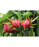 15 Seeds Dragon Fruit Plant Flowers Fresh Seeds - $190.06 MXN