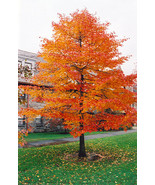 Black Gum Tree (Nyssasylvatica) 6-12&quot; in Height in a Quart Pot - $43.96