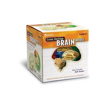 Learning Resources Soft Foam Cross-Section Brain Model  - $51.00