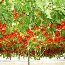 Italian Tree Tomato Seeds 5 Seeds Gardening USA SELLER - £22.43 GBP