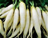 White Icicle Radish Seeds 200 Seeds Non-Gmo  Fast Shipping - $7.99