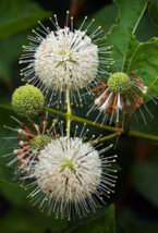 50 Pc Seeds Buttonbush Shrub Flower, Honeyball Seeds for Planting | RK - $16.80