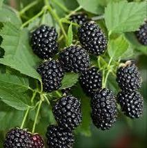 2 Pack Live Plants “Sweetie Pie&quot; Thornless Blackberry Plants Non GMO - £34.51 GBP