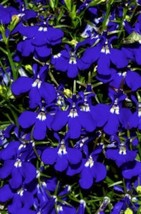 200 Seeds Blue &amp; White Half Moon Lobelia Erinus Quick Plant Heirloom Seeds For I - £7.90 GBP