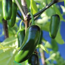 USA SELLER Jalapeno Pepper Seeds - £9.52 GBP