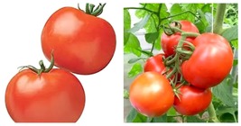 Tomato Seeds Rutger’s Tomato Fresh Garden Vegetable 200 Seeds  - £13.36 GBP