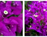 Bougainvillea PURPLE MAJESTY Small Well Rooted Starter Plant - $51.93