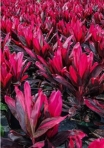 3 Pc 15&quot; Tall  Red Sister Tropical Cordyline Fruticosa Flower Live Plant  | RK - £43.47 GBP