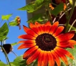 Item image 1 image 1