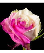 Fuchsia white rose seeds - 20 seeds - code 701 - $110.24 MXN Fuchsia white rose seeds - 20 seeds - code 701 - $110.24 MXN