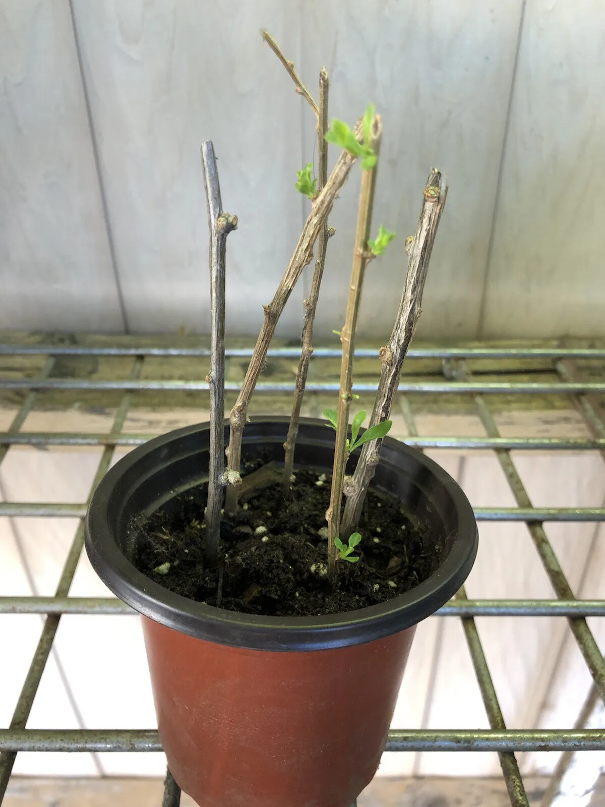 6” Each Stick Ready To Plant 10 Goji Berry Fresh Cutting No Root No Pot - $55.98