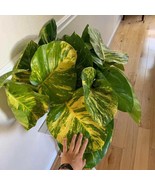 Giant Hawaiian Pothos 4 Plant 2 Plants New Fresh  - $78.20