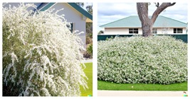 White Tea Tree Oil Seeds (Melaleuca linariifolia) Snow In Summer Shrub 100 Seeds - £15.17 GBP