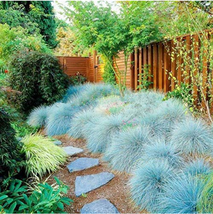 200 Pcs Blue Fescue Grass S Festuca Glauca Hardy Grass So Fresh Seeds - $6.46