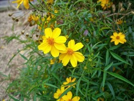 LWSTORE Tagetes Lemonii Copper Canyon Daisy Mount Lemmon Marigold  100 Seeds USP - £7.92 GBP