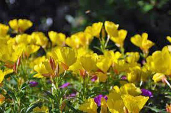 EVENING PRIMROSE 1000+ SEEDS ORGANIC NEWLY HARVESTED, BEAUTIFUL YELLOW FLOWERS