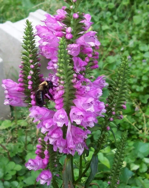 Physostegia Virginiana Rose Queen Pink Obedient Plant Perennial Seeds US... - £14.09 GBP