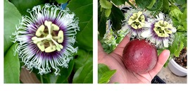 Possum Purple - Passion Fruit - Passiflora edulis - Gardening - £30.36 GBP