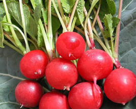 “ 150 PCS SEEDS Heirloom Red Cherry Radish Vegetable Seeds GIM “ - £7.86 GBP