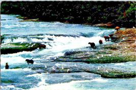 Postcard Alaska Bears Playing on the Kenai Peninsula Photo by Mac&#39;s Foto - £3.91 GBP