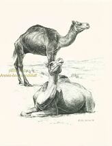 #192  CAMEL CAMELS * wildlife  art print * pen &amp; ink drawing by Jan Jellins - $12.50