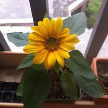 20 Pcs Mini Dwarf Yellow Sunflower Seeds #MNGS - £14.93 GBP