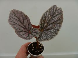&quot;Miss Mummy&quot; Angelwing Begonia Well Rooted Starter Plant Ship Without Pot - £39.25 GBP