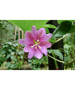 Banana Passionfruit  10 Seeds  Passiflora mollissima - $15.17 CAD