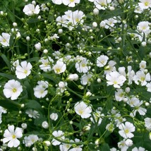 USA Seller Baby S Breath Seeds Gypsophila Paniculata 50 Seeds Free Shipping - $24.95