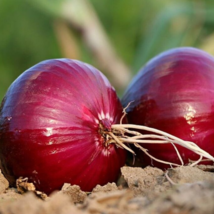 250 Red Burgundy Onion, Allium Cepa, NON-GMO Heirloom Vegetable Seeds - $18.99