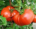 150 Seeds Beefsteak Tomato Seeds Organic Native Vegetable Summer Garden ... - £7.22 GBP