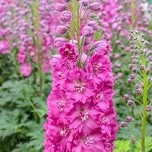 Grow In US 50 Bright Pink Delphinium Seeds Perennial Garden Flower Bloom Seed Fl - £8.42 GBP