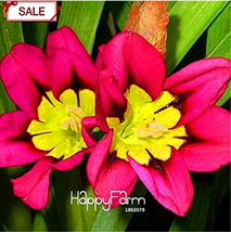 50 Seeds Seeds Balcony Potted Flowers Red Sparaxis Tricolor Rose Flowering Plant - $6.22