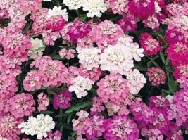 100 Seeds Candytuft Mixed Colors Fresh - £7.63 GBP