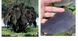 Colocasia Esculenta Black Magic live plant Elephant Ear Alocasia Taro “not bulb - £24.40 GBP