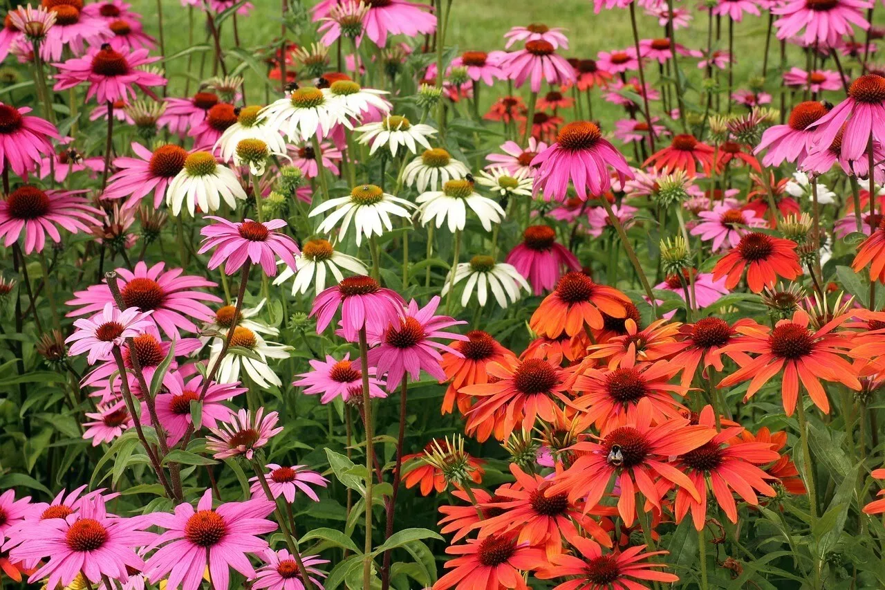 Summer Mix Coneflower Daisy Seeds for Garden - USA  200+ Seeds - $5.98