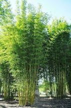 Bambusa Oldamii Bamboo Privacy Garden Clumping Shade 20 Seeds - £6.38 GBP