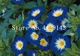 100 Seeds Starblue Bonsai And Patio Potted Plant Morning Glory Flowers B... - $9.81