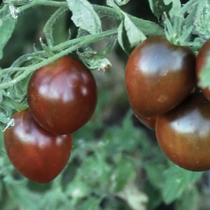 Black Prince Tomato Seeds Heirloom Organic S_S - $4.09