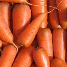 Bambino Carrot Heirloom Seeds Open Pollinated Orange Carrot 300 Seeds Fresh - £10.35 GBP