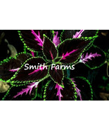 HSeeds 25+ Seeds Black Pink Coleus Flowers Easy To Grow Garden - $9.44 CAD