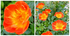 OSO EASY Hot Paprika Rose - Outdoor Living - Gardening - 4&quot; Pot - C2 - £40.72 GBP