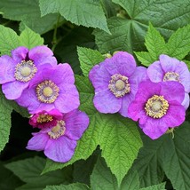 20 Purple Flowering Raspberry Thornless Edible Rubus Odoratus Fruit Berry Seeds  - £11.98 GBP