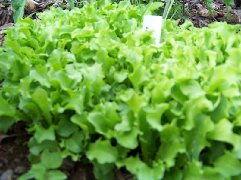 875 Seeds Lettuce Black Seeded Simpson Fresh Seeds Fast Shipping - $8.69